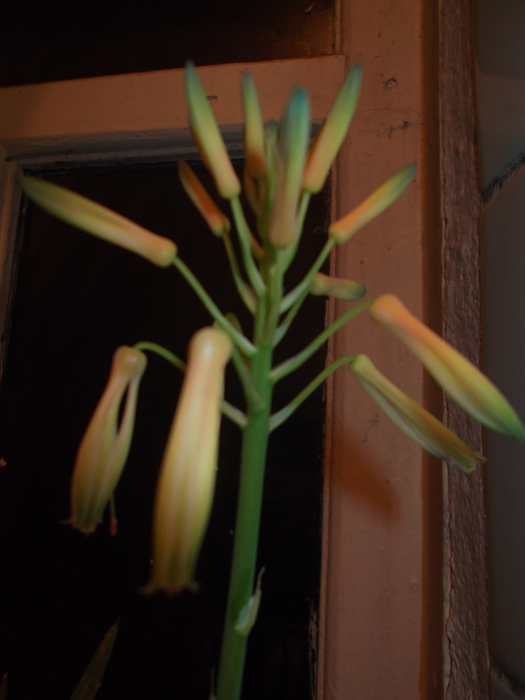 DSCF1483 (525x700, 267Kb)