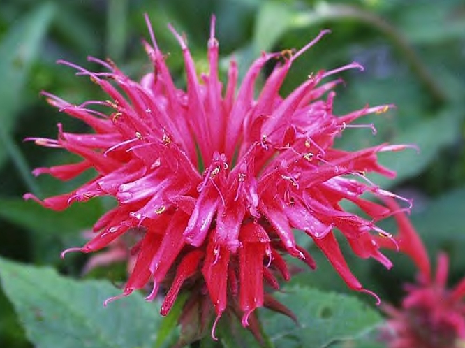 BeeBalm1 (666x498, 188Kb)