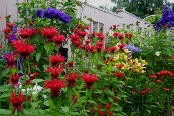 monarda1 (598x399, 93Kb)