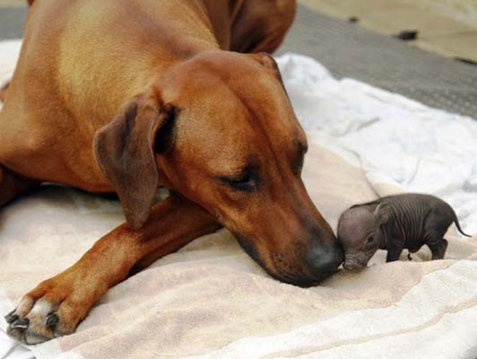 84775491_large_friendship_49 (532x400, 41Kb)