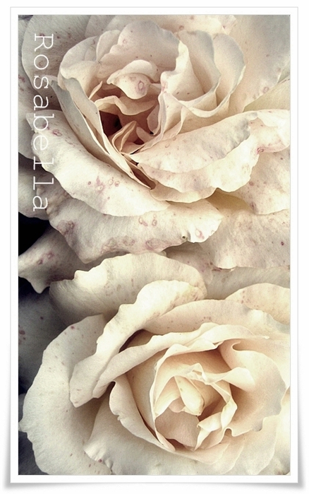 rose-advent (438x700, 208Kb)