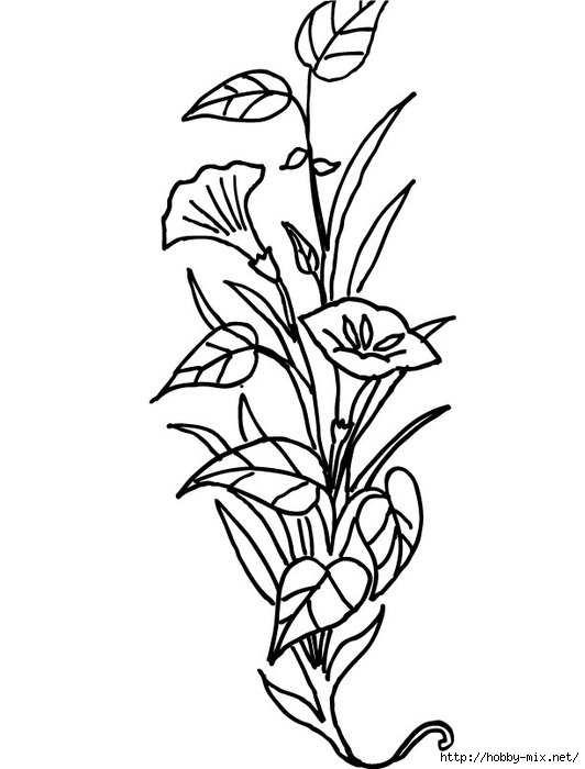 lily-flower-coloring-page (532x700, 110Kb)