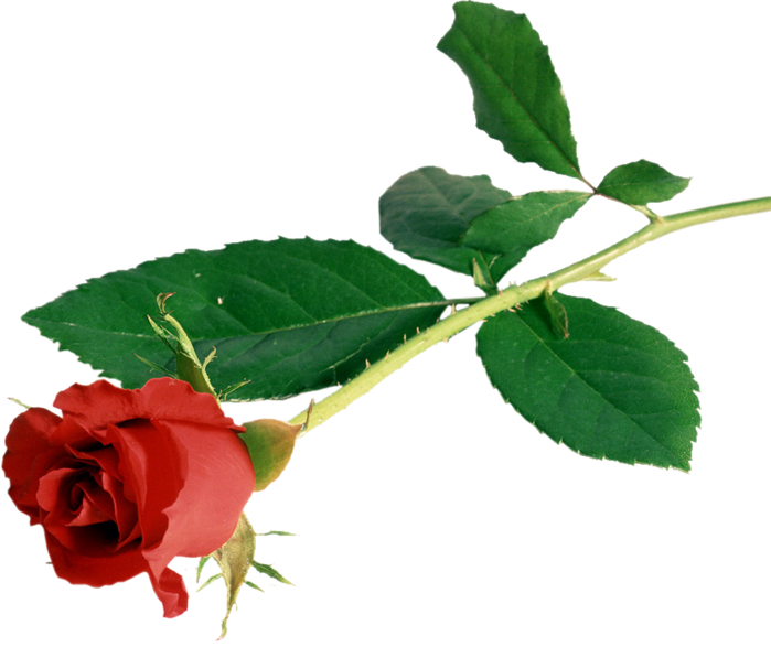1 (700x587, 322Kb)