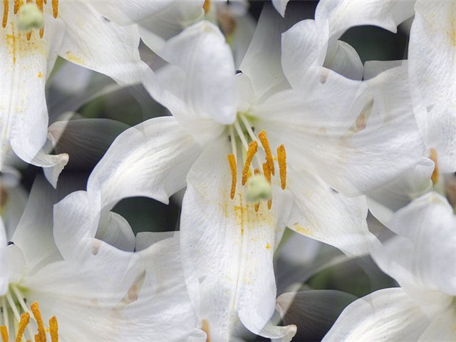 flor (203) (640x480, 48Kb)