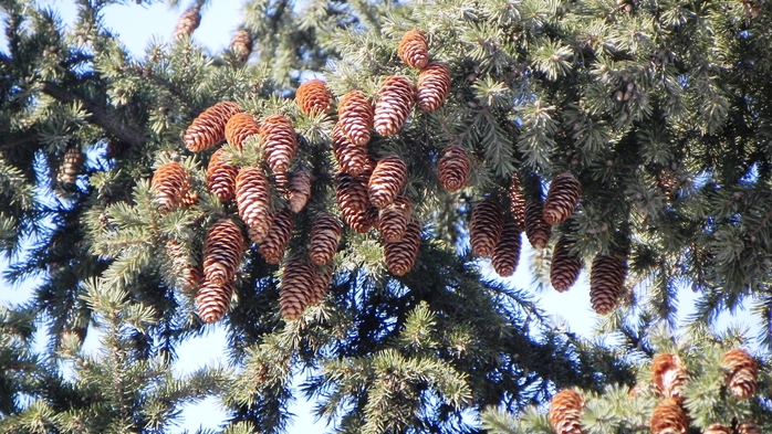 DSCN8537 (700x393, 310Kb)