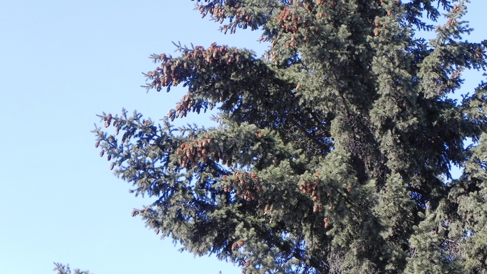 DSCN8538 (700x393, 245Kb)