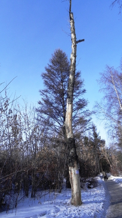 DSCN8555 (393x700, 251Kb)