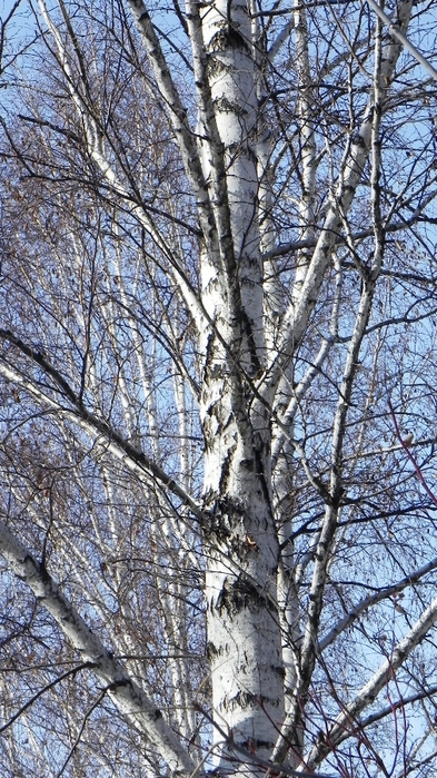 DSCN8559 (393x700, 318Kb)