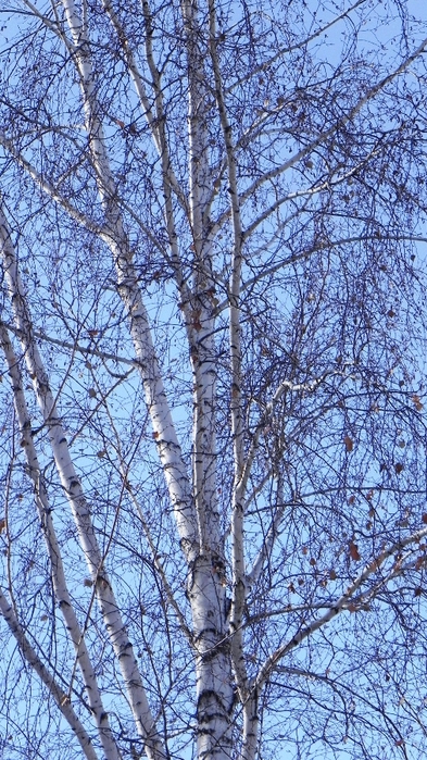 DSCN8565 (393x700, 325Kb)