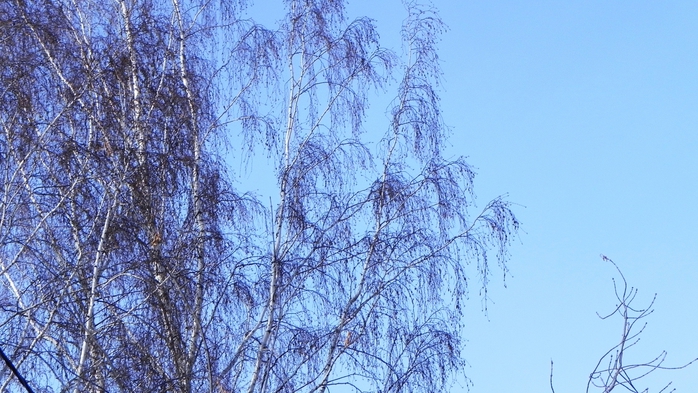 DSCN8566 (700x393, 261Kb)