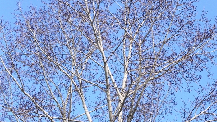 DSCN8568 (700x393, 320Kb)