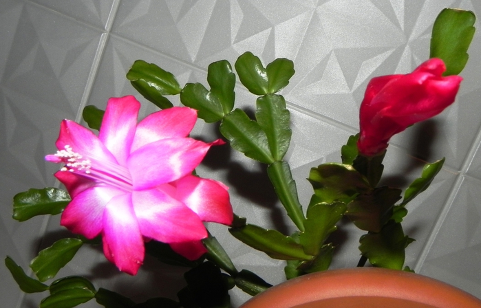 DSCN8591 (700x448, 212Kb)