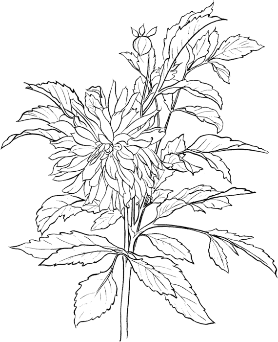 dahlia-3-coloring-page (570x700, 81Kb)