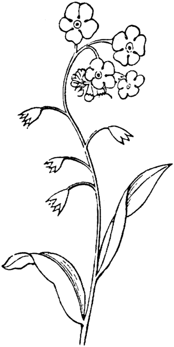 forget-me-not-2-coloring-page (351x700, 29Kb)