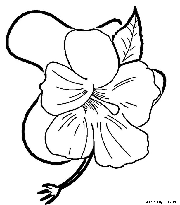 hibiscus-flower-coloring-page (616x700, 132Kb)