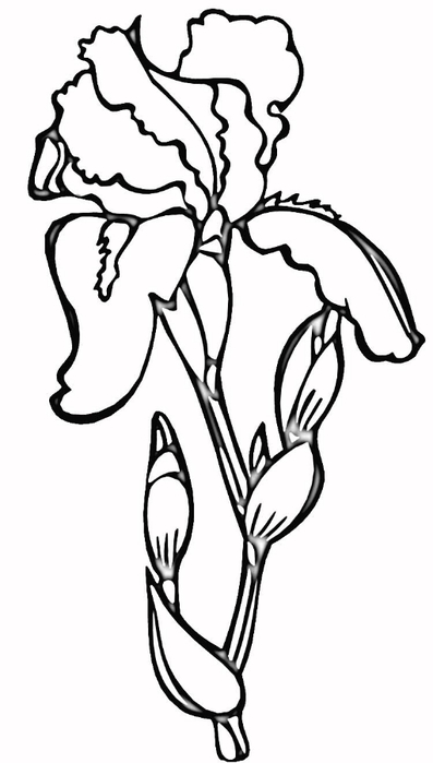 iris-coloring-page (397x700, 84Kb)