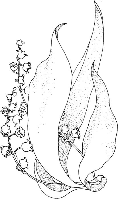 lily-of-the-valley-1-coloring-page (414x700, 50Kb)