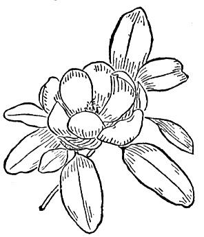 magnolia-3-coloring-page (296x345, 20Kb)
