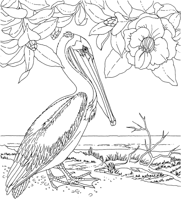magnolia-and-pelican-coloring-page (638x700, 108Kb)
