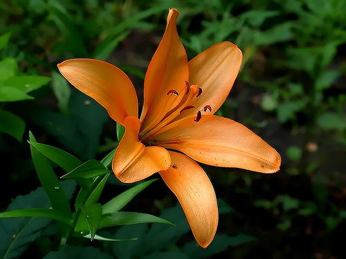 . (LILIUM) (500x375, 55Kb)