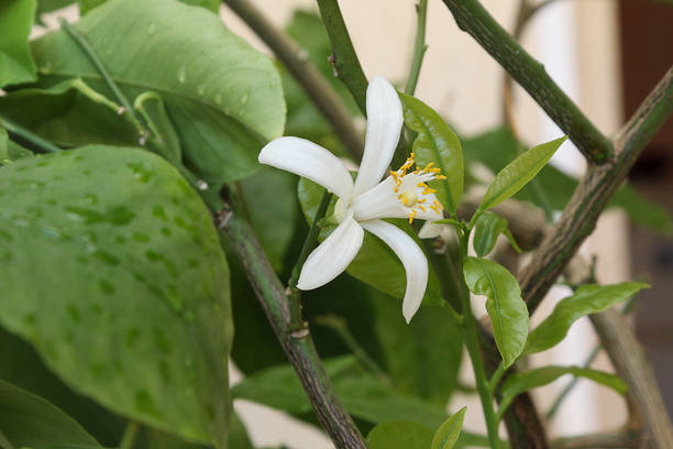 Lemon flower (612x408, 35Kb)