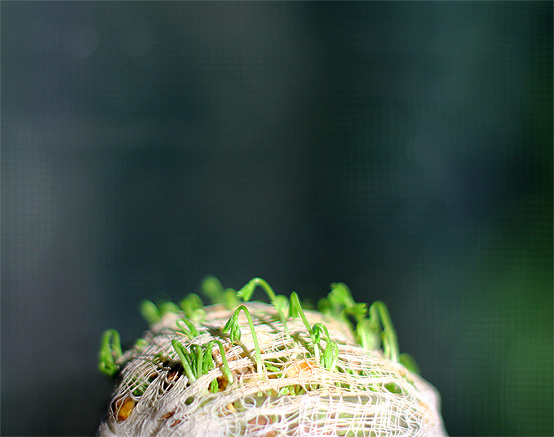 windowsill-lentil-sprouts-2-honestfare.com_ (554x437, 76Kb)