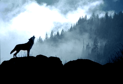 wolf (517x354, 54Kb)