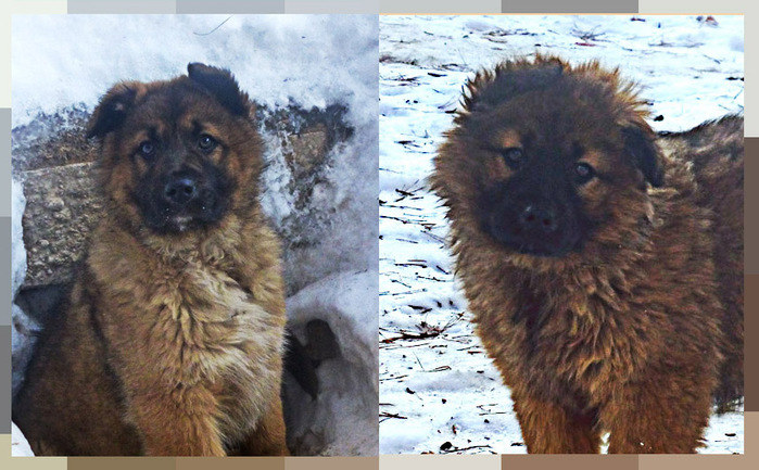 pups3 (700x433, 134Kb)