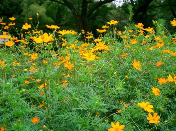 japanese_garden_plant_1002 (600x446, 88Kb)