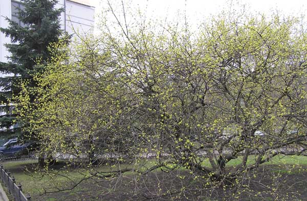 P4130154 (600x392, 98Kb)