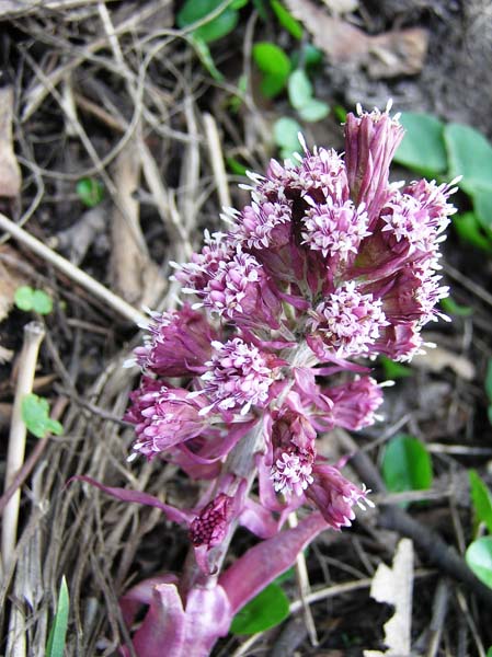 P4120074 (449x600, 88Kb)