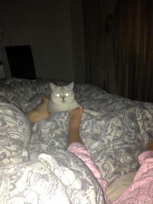 BED_pHMCcAAiAGA (525x700, 52Kb)