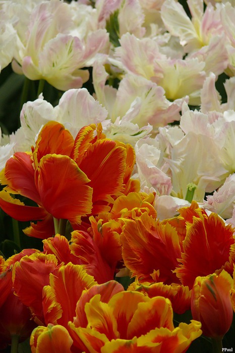 0_4e4cc_a147585_XXL (466x700, 92Kb)