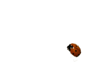 2790267-4248108b41ed2c4b (200x150, 29Kb)