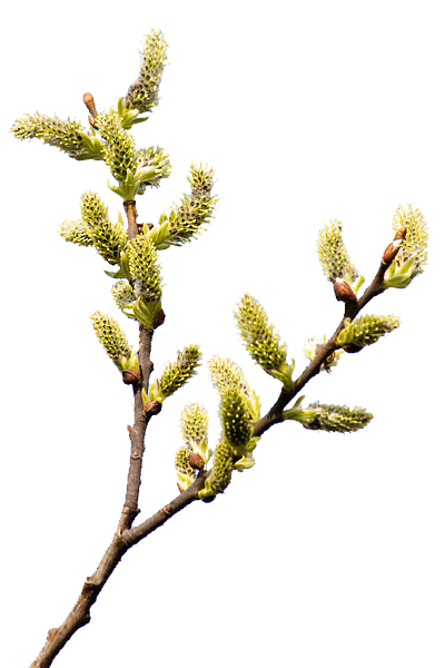 0_7a1eb_f15d2fce_XL (400x600, 161Kb)