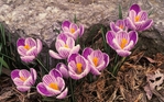  1242576912_flower_56 (700x437, 314Kb)