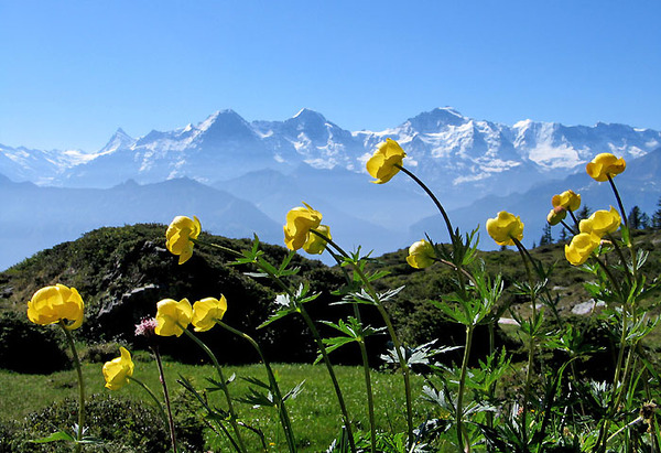 fruehling_niederhorn_334_3484 (600x411, 122Kb)