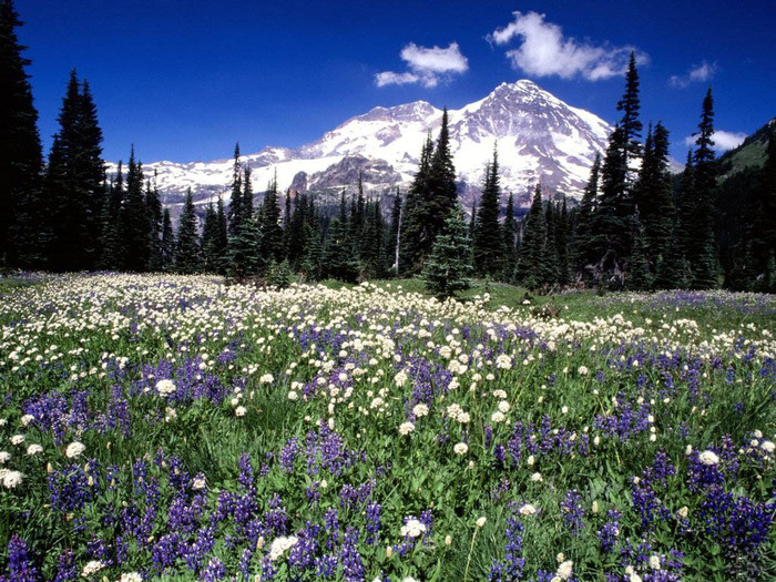 Kir_cicekleri_Rainier_Washington (700x525, 212Kb)