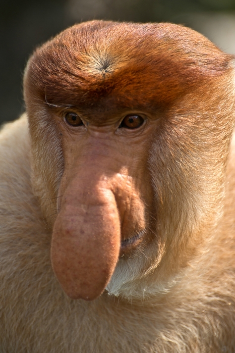 1jpeg (466x700, 246Kb)