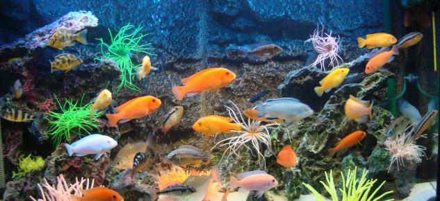 1361996270_97aquarium_business (633x290, 64Kb)