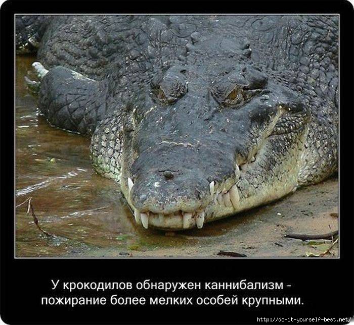 krokodil-0002 (700x644, 244Kb)