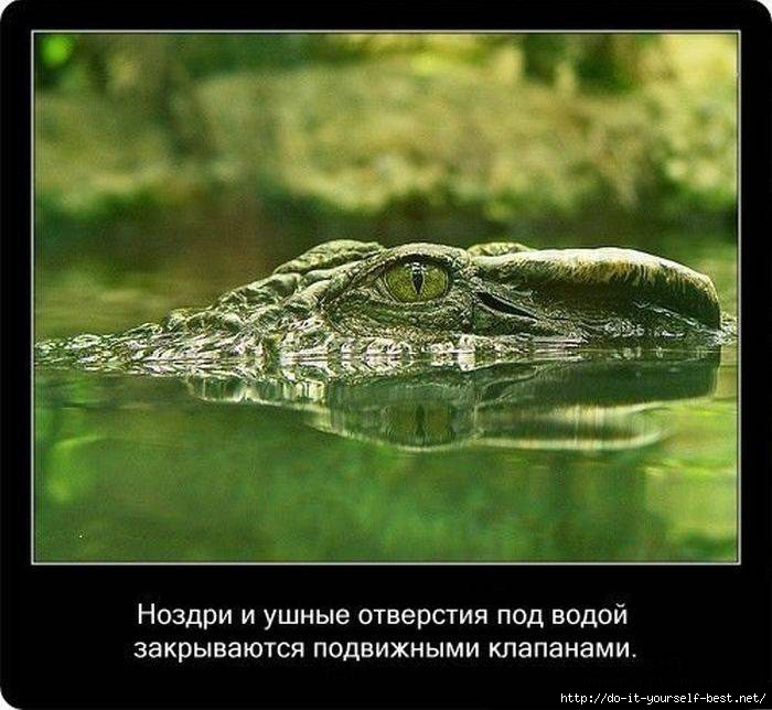 krokodil-0007 (700x644, 193Kb)