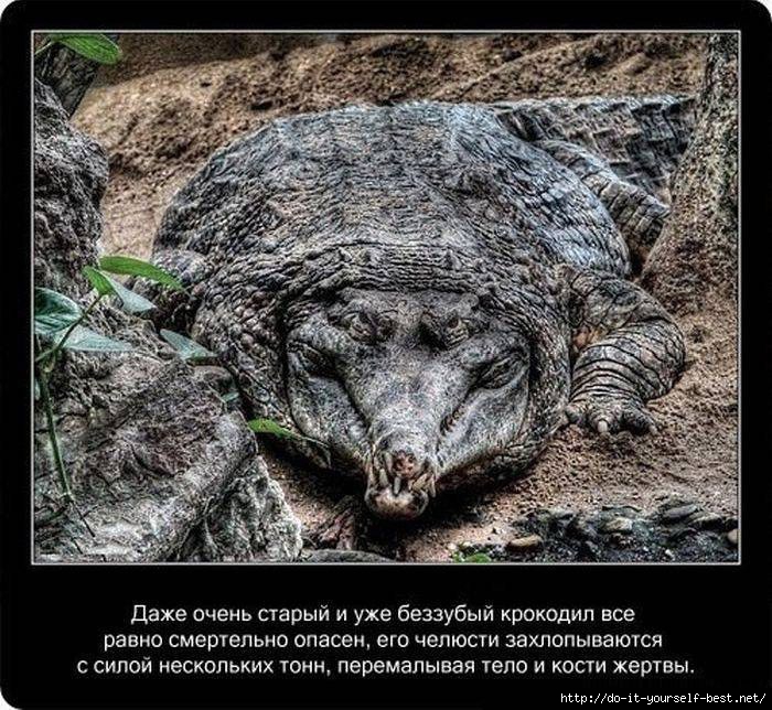krokodil-0009 (700x644, 327Kb)