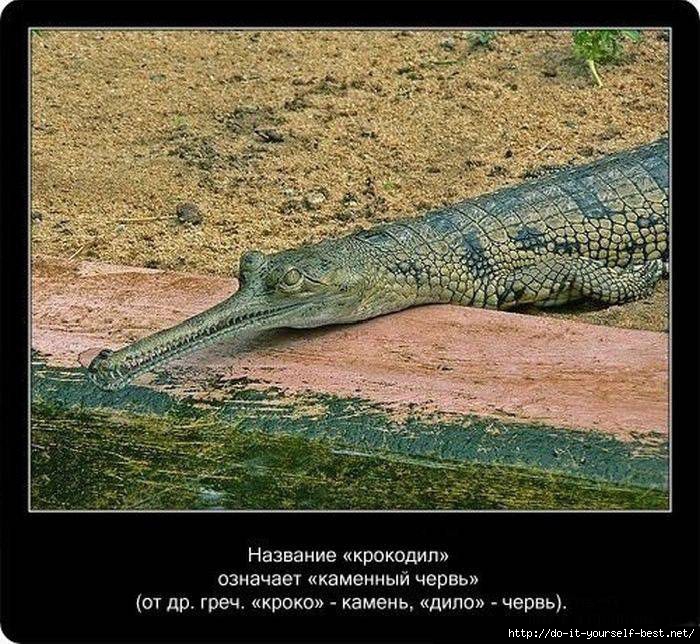 krokodil-0011 (700x644, 330Kb)