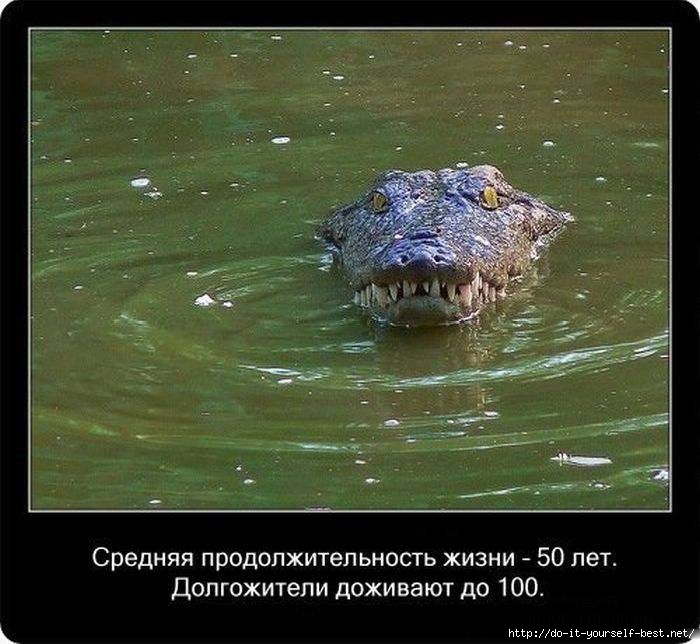 krokodil-0013 (700x644, 193Kb)