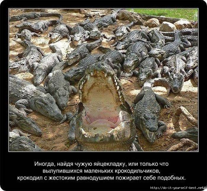 krokodil-0020 (700x644, 334Kb)