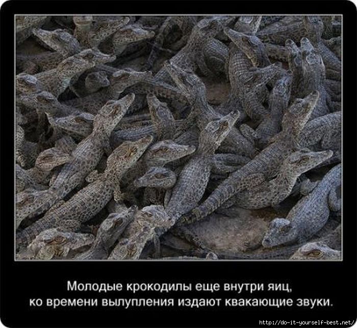 krokodil-0021 (700x644, 227Kb)