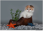  0_84290_802dd407_orig (700x511, 99Kb)