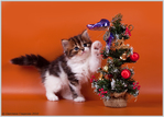 IMG_8203 (700x502, 292Kb)