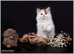  IMG_9185 (700x509, 207Kb)